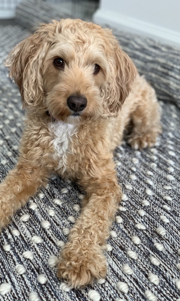 One Room Challenge Week 4 – Fall 2019: Refreshed Living/Dining/Entry